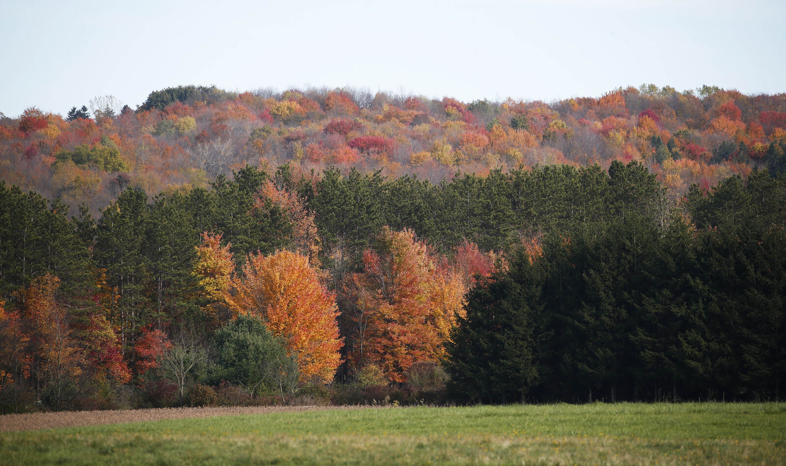 Fall color
